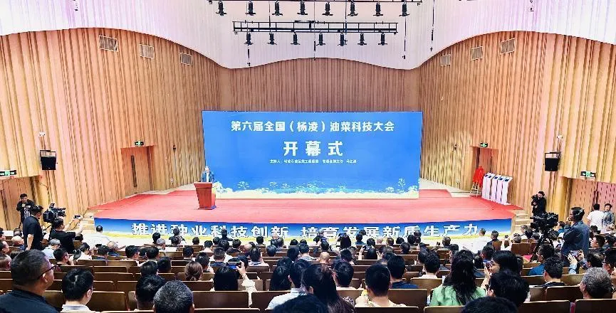 农业强国·油菜说 | 向“芯”而行  扩面增产